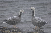 Emperor Goose (Anser canagicus) pair at water's edge during snow storm, Alaska