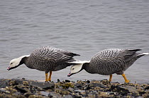 Emperor Goose (Chen canagica) pair foraging at water's edge, Alaska