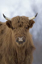 Domestic Cattle (Bos taurus), a highland breed, Kodiak Island, Alaska
