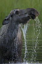 Alaska Moose (Alces alces gigas) female lifting head from water, Cheena River, Alaska