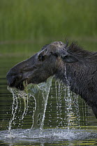 Alaska Moose (Alces alces gigas) female with water dripping from face after feeding, Alaska