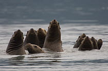 Steller's Sea Lion (Eumetopias jubatus) group with heads above water, Prince William Sound, Alaska