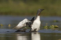 Red-throated Loon (Gavia stellata) parent with chicks, Alaska