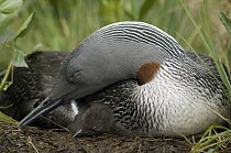 Red-throated Loon (Gavia stellata) resting with chick on nest, Alaska
