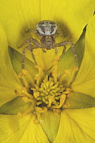 Goldenrod Crab Spider (Misumena vatia) in flower, Alaska