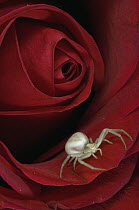 Goldenrod Crab Spider (Misumena vatia) on rose, Alaska