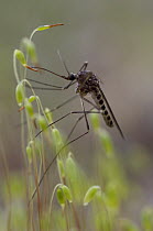 Mosquito (Culex pipiens) on Ceratodon Moss (Ceratodon purpureus), Alaska