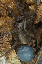 Wolf Spider (Lycosidae) female with egg sac, Alaska