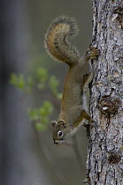 Red Squirrel (Tamiasciurus hudsonicus) on tree trunk, Slana, Alaska