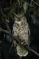 Great Horned Owl (Bubo virginianus), Alaska