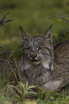 Canada Lynx (Lynx canadensis) portrait, Alaska