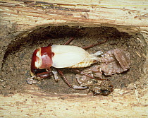 Saw Stag Beetle (Prosopocoilus inclinatus) molting at burrow in log, Shiga, Japan