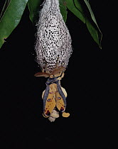 Madagascar Moon Moth (Argema mittrei) emerging from its cocoon, Madagascar