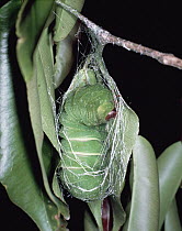 Madagascar Moon Moth (Argema mittrei) caterpillar pupating, Madagascar