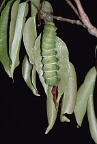 Madagascar Moon Moth (Argema mittrei) caterpillar, Madagascar
