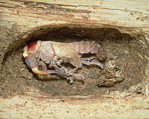 Saw Stag Beetle (Prosopocoilus inclinatus) molting at burrow in log, Shiga, Japan