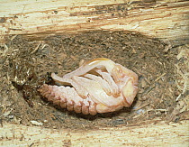 Saw Stag Beetle (Prosopocoilus inclinatus) larvae, Shiga, Japan