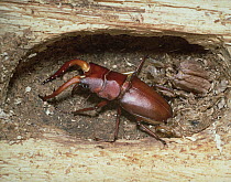 Saw Stag Beetle (Prosopocoilus inclinatus) parent with larvae, Shiga, Japan