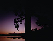 Sloth hanging from tree over water, South America