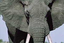 African Elephant (Loxodonta africana) close up, Kenya