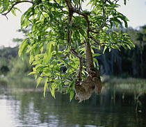 Sloth hanging from tree over water, South America