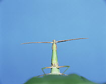 Grasshopper (Acrida chinensis), Japan