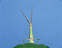 Grasshopper (Acrida chinensis) on leaf, Shiga, Japan, sequence 1 of 6