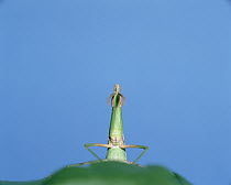 Grasshopper (Acrida chinensis) on leaf, Shiga, Japan, sequence 2 of 6