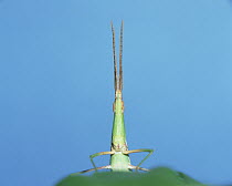 Grasshopper (Acrida chinensis) on leaf, Shiga, Japan, sequence 3 of 6