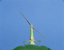 Grasshopper (Acrida chinensis) on leaf, Shiga, Japan, sequence 4 of 6