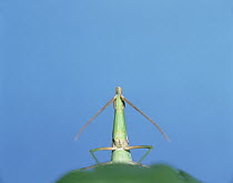 Grasshopper (Acrida chinensis) on leaf, Shiga, Japan, sequence 5 of 6