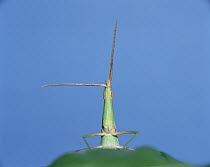 Grasshopper (Acrida chinensis) on leaf, Shiga, Japan, sequence 6 of 6