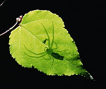 Green Crab Spider (Oxytate striatipes) shadow from under side of leaf, Shiga, Japan