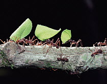Leafcutter Ant (Atta sexdens) group carrying leaves across branch, Central America