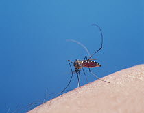 Asian Tiger Mosquito (Aedes albopictus) feeding on human, Shiga, Japan