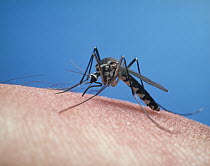 Asian Bush Mosquito (Aedes japonicus) feeding on human, Shiga, Japan