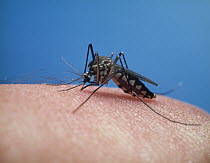 Asian Bush Mosquito (Aedes japonicus) feeding on human, Shiga, Japan