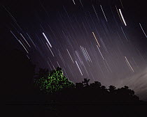 Christmas Tree Firefly (Pyrophanes appendiculata) group and star trails at night, southeast Asia