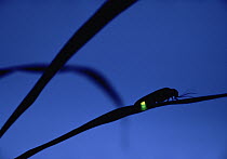 Japanese Firefly (Luciola cruciata) on blade, night time, Shiga, Japan
