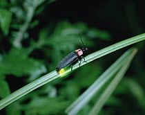 Japanese Firefly (Luciola cruciata) on blade of plant leaf, Shiga, Japan
