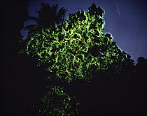Christmas Tree Firefly (Pyrophanes appendiculata) at night, southeast Asia