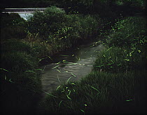 Japanese Firefly (Luciola cruciata) swarm at night over river, Shiga, Japan