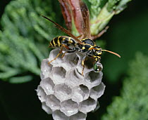 Paper Wasp constructing nest, Shiga, Japan