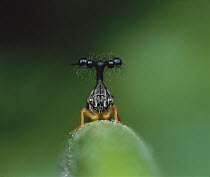 Surreal Treehopper (Bocydium globulare) portrait, close up