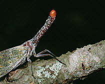 Lantern Bug (Fulgora pyrorhynchus) close up on branch, Central America