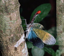 Lantern Bug (Fulgora pyrorhynchus) portrait on tree trunk, southeast Asia
