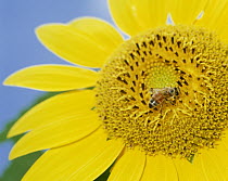 Bee gathering pollen from sunflower, Shiga, Japan