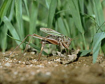 Grasshopper (Gampsocleis buergeri), Shiga, Japan