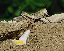 Migratory Locust (Locusta migratoria) laying eggs, Shiga, Japan