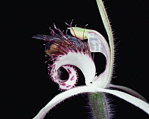 Orchid (Caladenia sp) being pollinated by insect, native to Australia and New Zealand